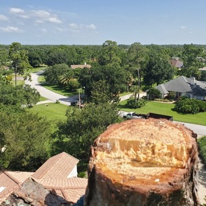 Removal of 80 foot tall Pine Tree in West Melbourne