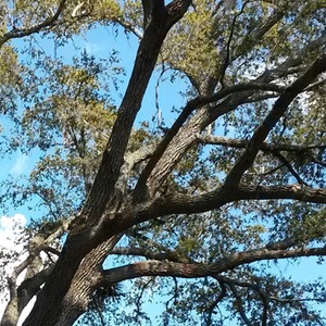 Demossing & Thinning of an Oak Tree
