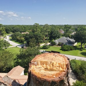 View from an 80 foot tall Pine Tree