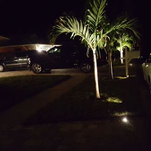 Up lighting under palm trees