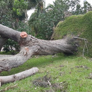 storm damaged tree