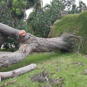 Storm Damage Clean-up