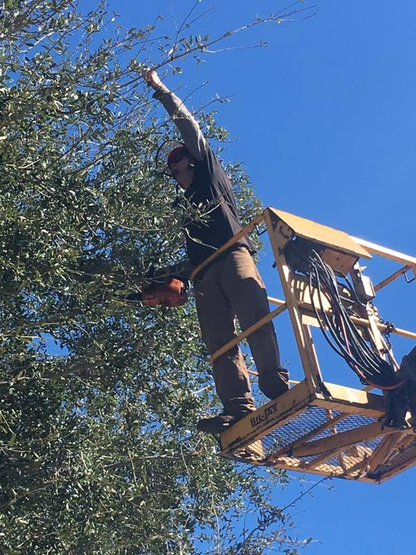 Now Hiring Experienced Tree Climber