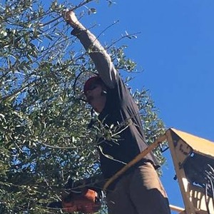 Now Hiring Experienced Tree Climber