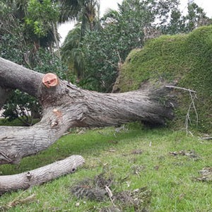 Storm Damage Clean up after Hurricane Matthew...