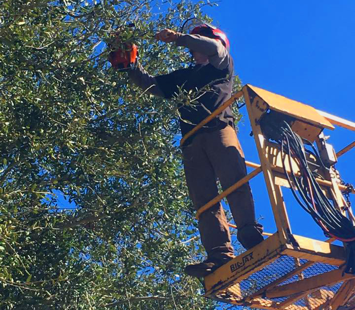 Sunstate Tree Services in Melbourne, FL